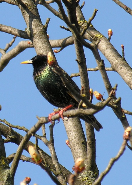 Storno - Sturnus vulgaris